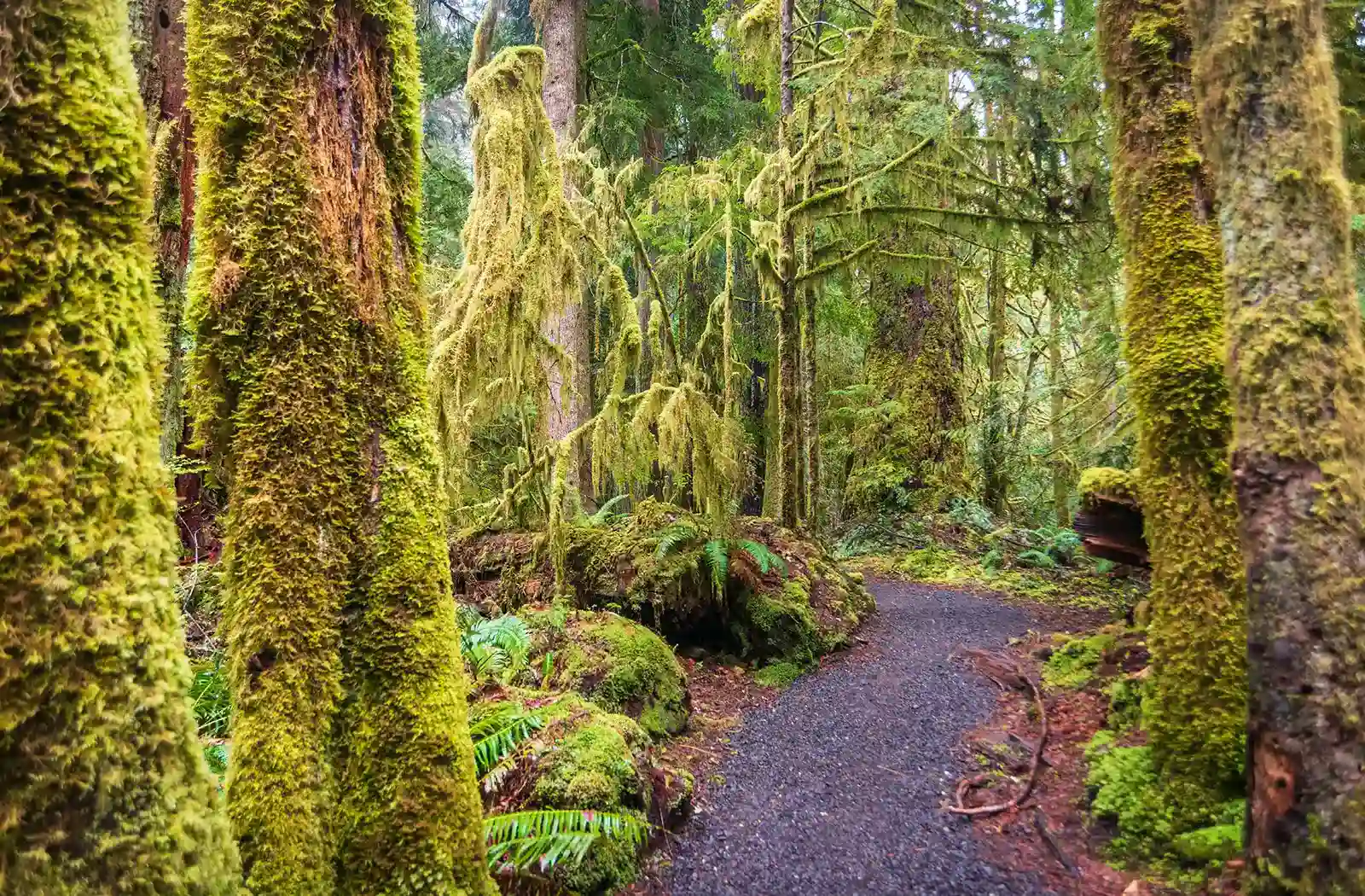 Olympic peninsula hiking trails