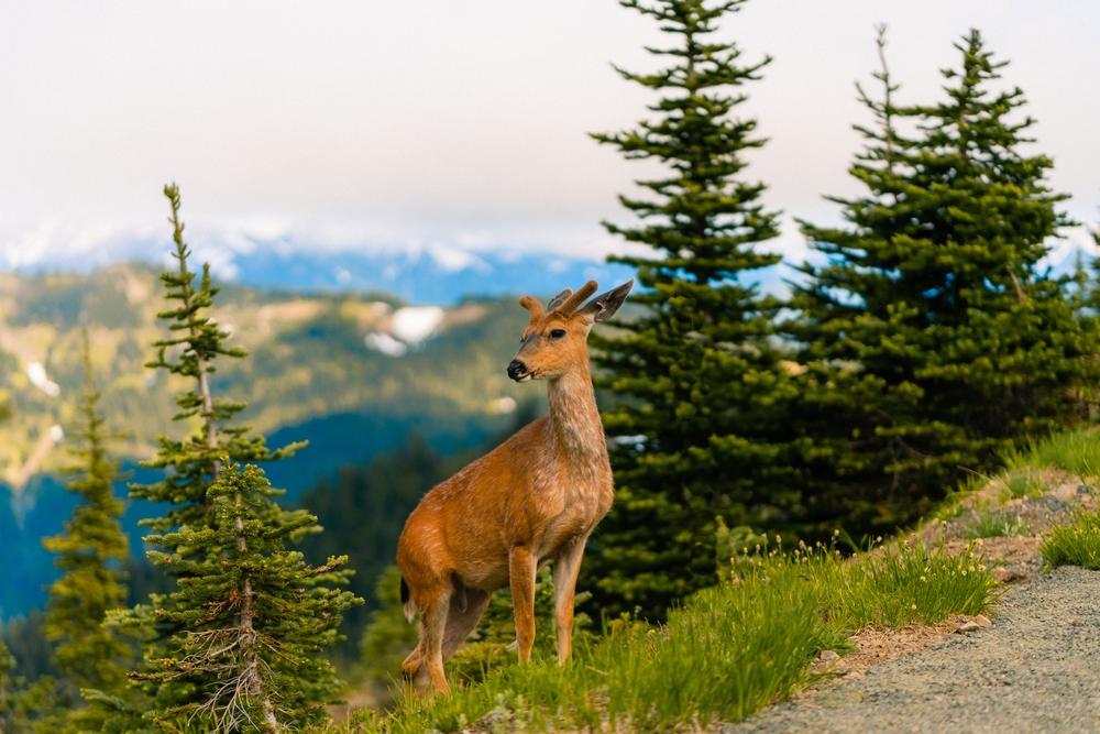 Best Hikes in Olympic National Park 4 Deer crazing in the alpine meadows on one of the best hikes in Olympic National Park