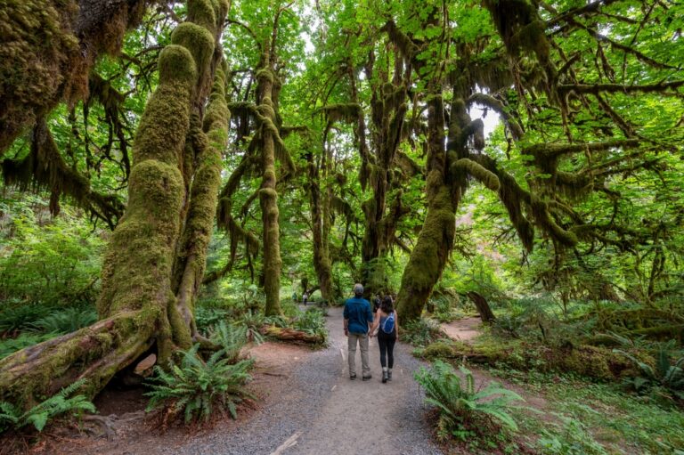 People walking through the Hall of Mosses, one of the best hikes in Olympic National Park