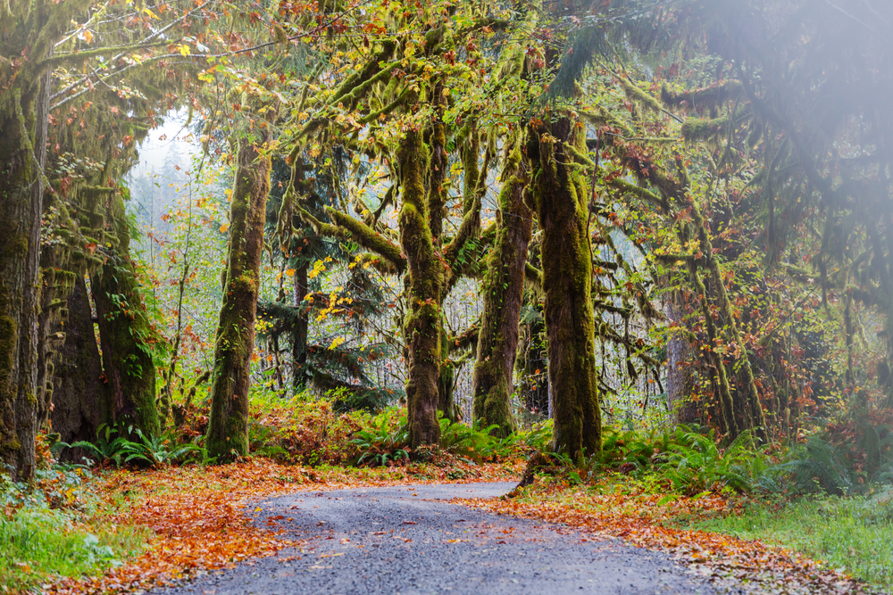 Fall at the Hall of Mosses, one of the best things to do in Olympic National Park