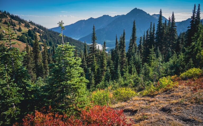 Fall colors in the mountains, when you enjoy the best things to do in Olympic National Park this fall