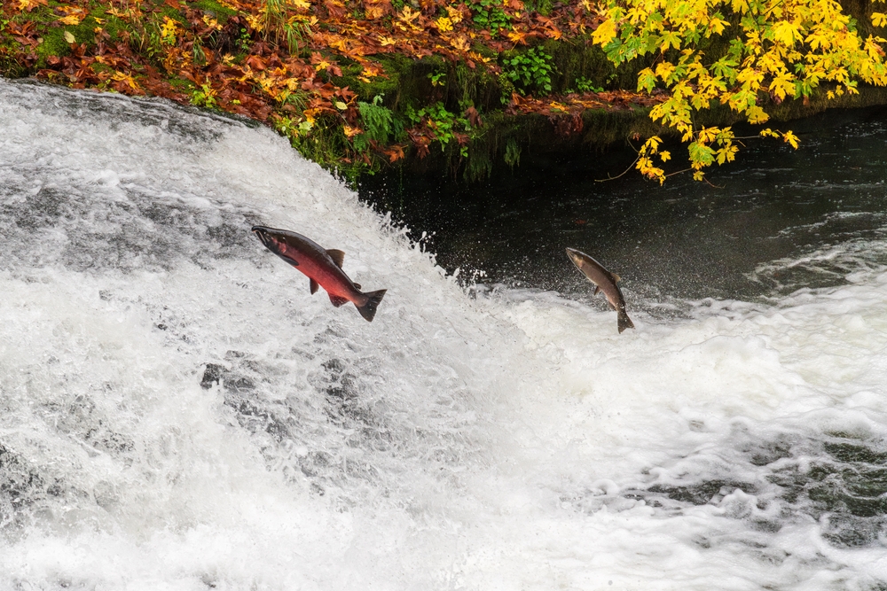 Coho Salmon Spawning at Salmon Cascades in the Olympic National Park