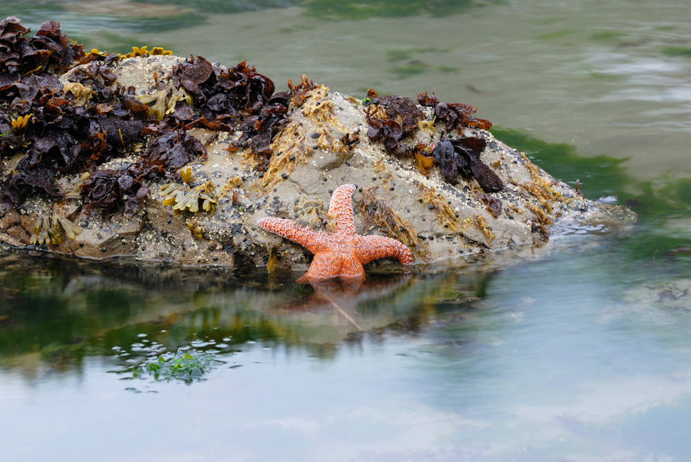 Tidepooling is one of the best things to do on the Olympic Peninsula With Kids