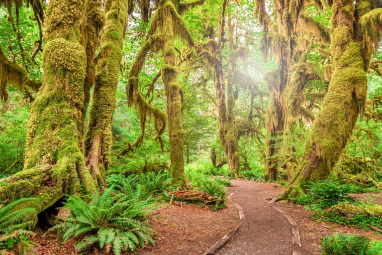 Hoh Rainforest showcases lush greenery during your getaway from Seattle to Olympic National Park