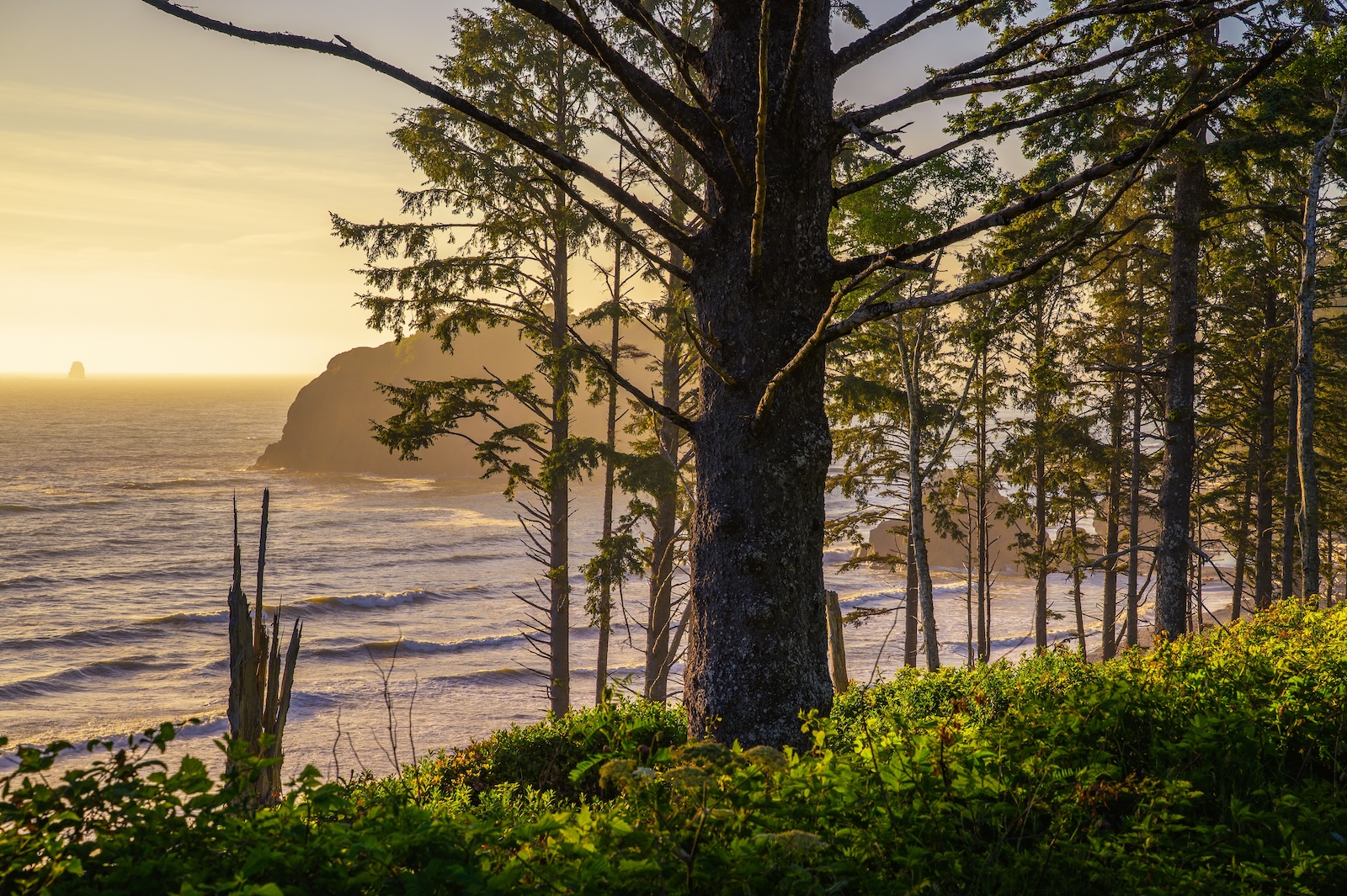 Beautiful coastal scenery through the trees during your Olympic Peninsula Road Trip