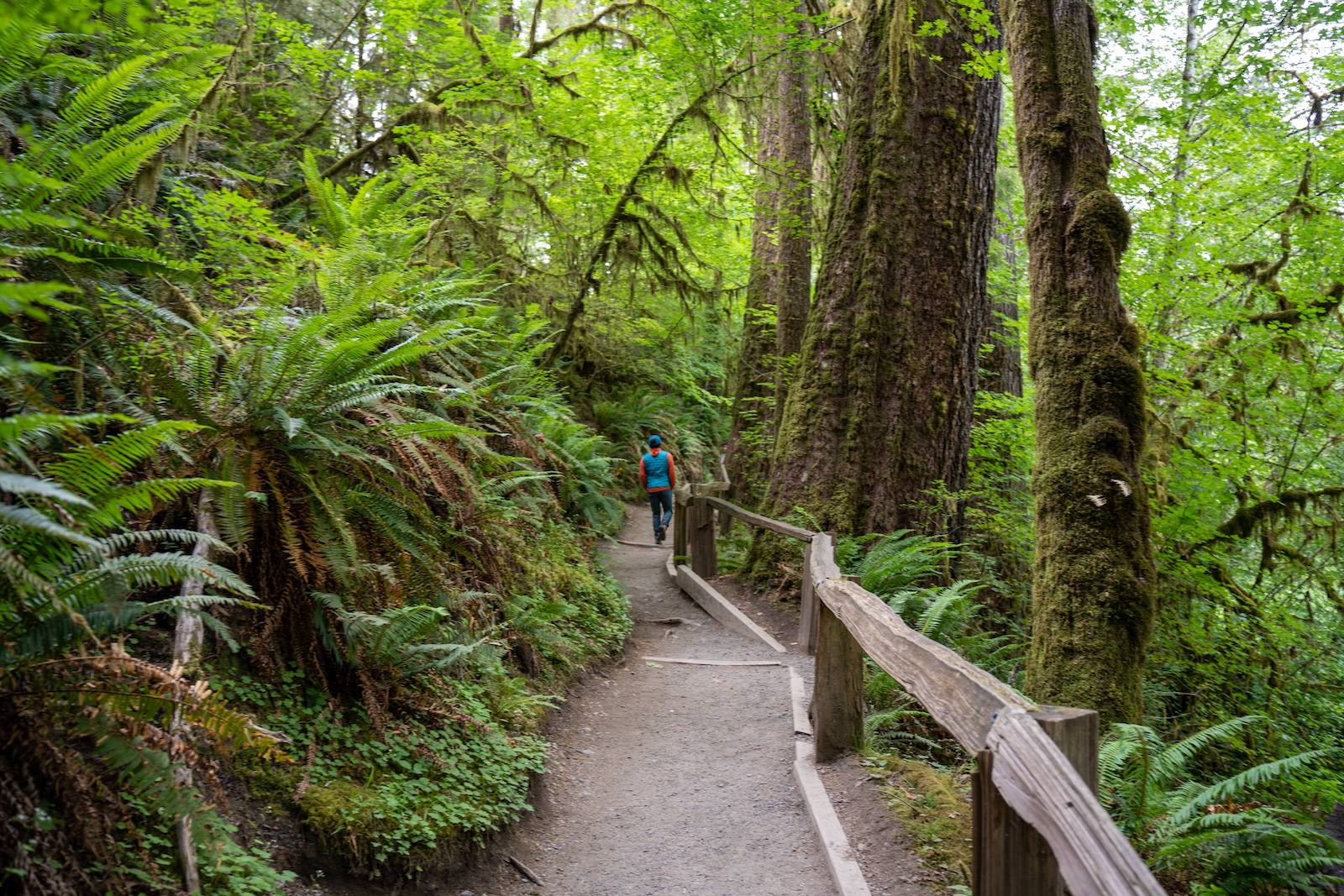 Hiking walking through the trees on one of the many Olympic National Park hikes