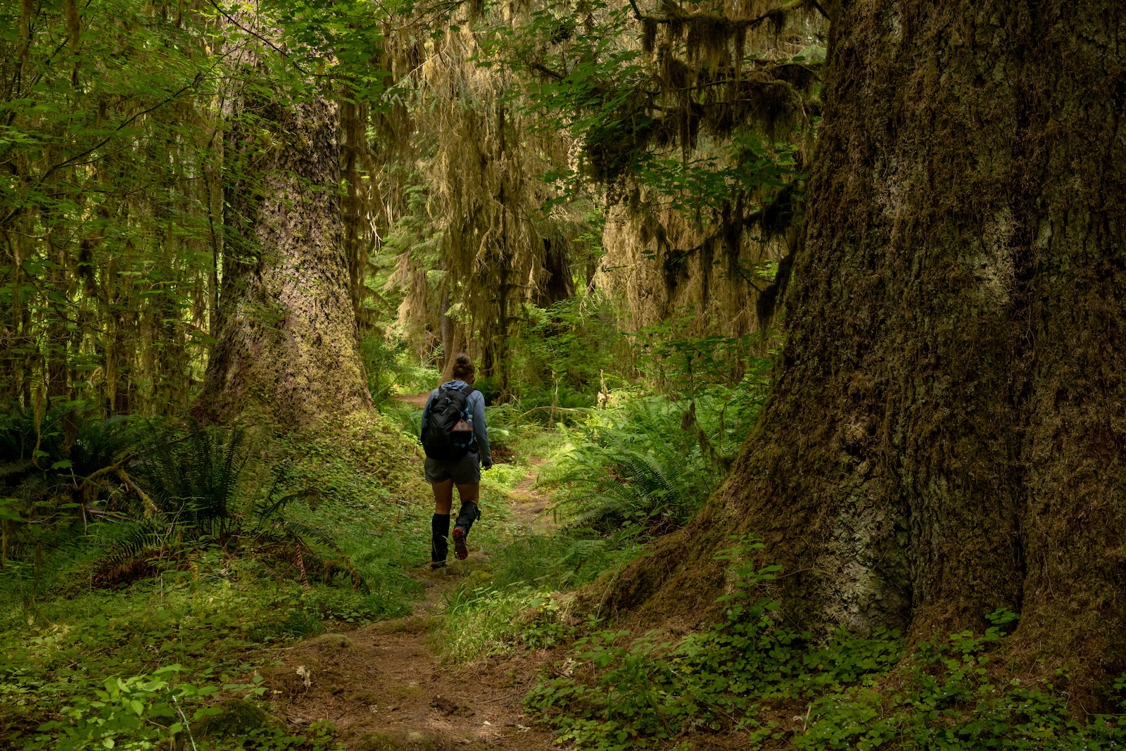 Woman hiking in the Hoh Rainforest, one of the top things to do in Olympic National Park